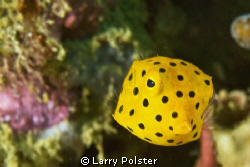 This juvy trunkfish was bouncing around like a ping pong ... by Larry Polster 
